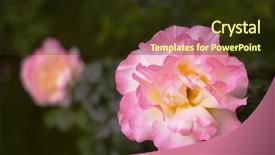  Presentation with yellow rose - Presentation having large pink and yellow rose taken with a shallow depth of field creating a soft focus of green leaves and another rose background and a tawny brown colored foreground