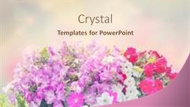  Presentation with garden - Presentation design consisting of large-pot-of-petunia-flowers background and a lemonade colored foreground