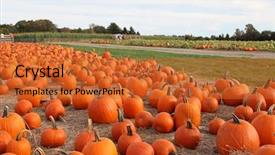  Presentation with harvest festival - Amazing slide deck having large pumpkins sitting in field backdrop and a red colored foreground