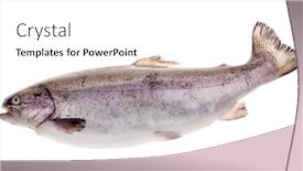  Presentation with trout - Amazing PPT theme having large-rainbow-trout-isolated backdrop and a white colored foreground