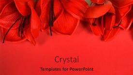  Presentation with flowers - Amazing PPT layouts having large-red-amaryllis-flowers backdrop and a red colored foreground