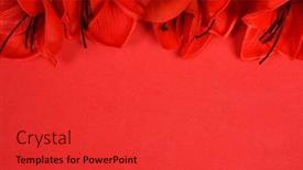  Presentation with flowers - Slide deck consisting of large-red-amaryllis-flowers background and a red colored foreground