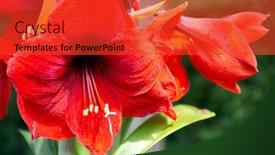  Presentation with israel - Presentation theme featuring large-red-flowers-of-blooming background and a red colored foreground