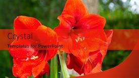  Presentation with flowers - Presentation design with large-red-flowers-of-blooming background and a  colored foreground