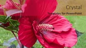  Presentation with hibiscus - Presentation with large-red-hardy-hibiscus-bloom background and a crimson colored foreground