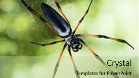  Presentation with spider web - Cool new PPT theme with shortly palm spider nephila backdrop and a mint green colored foreground