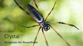  Presentation with spider web - Presentation design with shortly palm spider nephila background and a yellow colored foreground
