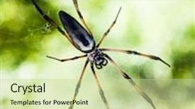  Presentation with spider web - PPT theme with shortly palm spider nephila background and a mint green colored foreground