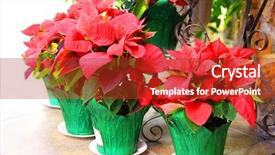  Presentation with plants and cancers - Theme enhanced with large red poinsettia plants background and a red colored foreground