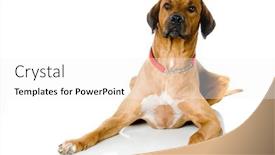  Presentation with floor - Presentation theme with large-rhodesian-ridgeback-lying background and a white colored foreground