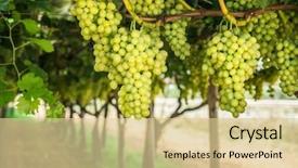  Presentation with vine - Slides featuring large ripe clusters of white background and a lemonade colored foreground
