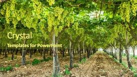  Presentation with vine - Theme featuring large ripe clusters of white background and a tawny brown colored foreground