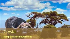  Presentation with kenya - Slide deck with large-scenic-buffalo background and a tawny brown colored foreground
