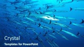  Presentation with school - Presentation featuring large-school-of-barracuda-fish background and a ocean colored foreground