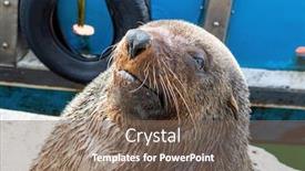  Presentation with cape town - Audience pleasing PPT layouts consisting of large-seal-in-the-harbor backdrop and a violet colored foreground