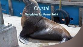  Presentation with cape town - Presentation design having large-seal-in-the-harbor background and a ocean colored foreground