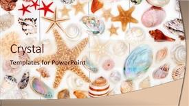  Presentation with wood rustic - Slide set consisting of large seashell collection on rustic background and a lemonade colored foreground