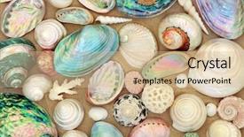  Presentation with seashell - Amazing presentation theme having large seashell selection on beach backdrop and a soft green colored foreground