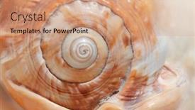  Presentation with sea shell - Colorful slide set enhanced with large-shell-thrown-out backdrop and a coral colored foreground