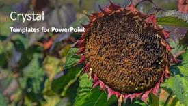  Presentation with seed - Slide deck having large-sunflower-gone-to-seed background and a tawny brown colored foreground