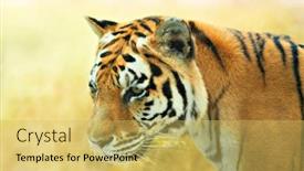  Presentation with tiger - Beautiful presentation theme featuring the wild nature habitat backdrop and a yellow colored foreground