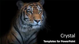  Presentation with tiger - Presentation enhanced with large-tiger-isolated-on-black background and a  colored foreground
