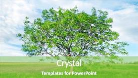  Presentation with bulgaria in european union - Colorful PPT theme enhanced with large tree - european walnut juglans regia backdrop and a  colored foreground