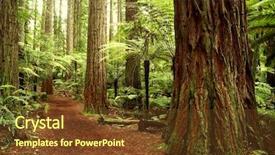  Presentation with redwood forest - Colorful slide deck enhanced with large tree - redwood forest backdrop and a tawny brown colored foreground