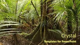  Presentation with ferns - Colorful PPT layouts enhanced with large tree and ferns in tropical forest backdrop and a tawny brown colored foreground