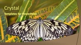  Presentation with butterfly - Colorful presentation theme enhanced with large-tree-nymph-butterfly-idea backdrop and a tawny brown colored foreground