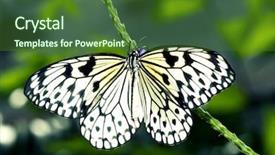  Presentation with butterfly - Cool new slide deck with large tree nymph butterfly backdrop and a forest green colored foreground