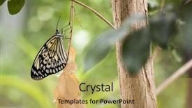  Presentation with kite - Slide set with large tree nymph butterfly background and a coral colored foreground