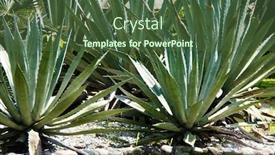  Presentation with tropical - Audience pleasing presentation consisting of large-tropical-aloe backdrop and a tawny brown colored foreground