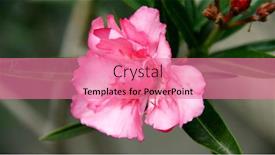  Presentation with singled green pink rose - Presentation theme enhanced with large-tropical-pink-rose-tropical background and a coral colored foreground