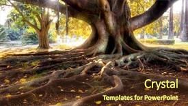  Presentation with tree roots - Colorful PPT theme enhanced with large trunk and big roots backdrop and a tawny brown colored foreground