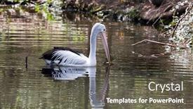  Presentation with ecotourism - Slide deck enhanced with large-waterfowl-australian-pelican-white background and a dark gray colored foreground