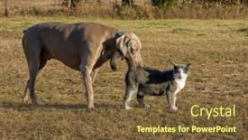  Presentation with dog cat - Slides consisting of large-weimaraner-dog-calmly-sniffing background and a tawny brown colored foreground
