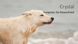  Presentation with dog bath - Presentation theme enhanced with large-white-dog-bathes background and a light gray colored foreground