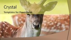  Presentation with buck - Theme with large whitetail buck background and a yellow colored foreground