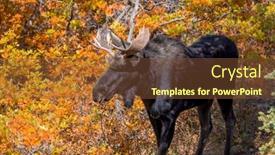  Presentation with fall foliage - PPT theme with large-wild-moose-in-wasatch background and a  colored foreground