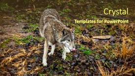  Presentation with wolf - Theme featuring large-wolf-in-the-forest background and a tawny brown colored foreground