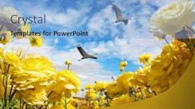  Presentation with rural tourism concept - Cool new PPT theme with large-yellow-garden-ranunculus-buttercups backdrop and a light blue colored foreground