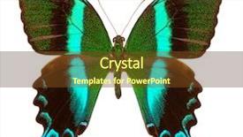  Presentation with peacock - Audience pleasing slide set consisting of largel blue and green butterfly backdrop and a tawny brown colored foreground