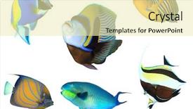  Presentation with tropical reef fish - Presentation theme having largenose parrotfish and moorish idol background and a blonde colored foreground