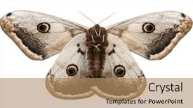  Presentation with moth - Slide deck consisting of largest european moth the giant background and a  colored foreground
