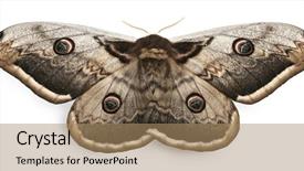  Presentation with moth - Presentation theme having largest european moth the giant background and a  colored foreground