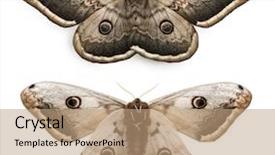  Presentation with moth - PPT theme having largest european moth the giant background and a  colored foreground