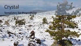  Presentation with lava - Theme enhanced with laricio pine on cold lava covered by snow in etna park sicily background and a light blue colored foreground