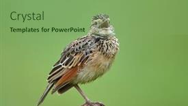  Presentation with natural - Presentation theme with lark-in-natural-habitat-mirafra background and a seafoam green colored foreground