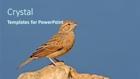  Presentation with south africa - PPT layouts enhanced with larklike-bunting-emberiza-impetuani-perched background and a ocean colored foreground